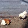 Chicken Slaughterhouse Divides Old Greenpoint Vs. New Greenpoint